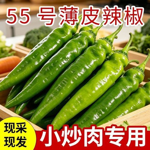 夏日鲜蔬赞 湘研55号薄皮青椒